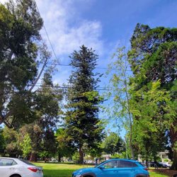 Franklin Park - One of Alameda's beautiful neighborhood parks