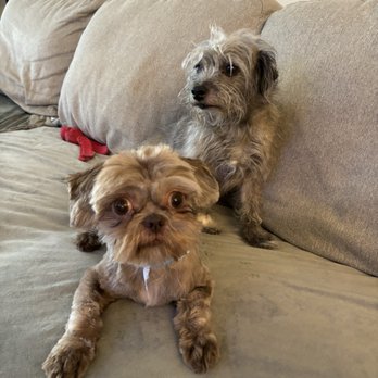 Bluey Pet Grooming - Pet Groomers Near Me