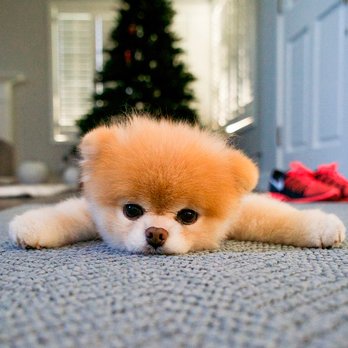 Vail Valley Pet Groomers - Pet Groomers Near Me - Edwards, Colorado Vail Valley Pet Groomers - Pet Groomers Near Me - Edwards, Colorado
