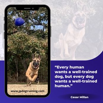JP Dog Training - Pet Training Near Me JP Dog Training - Pet Training Near Me