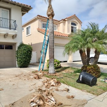West Tulip Tree Service - Trimming palms - Tree Services Near Me West Tulip Tree Service - Trimming palms - Tree Services Near Me