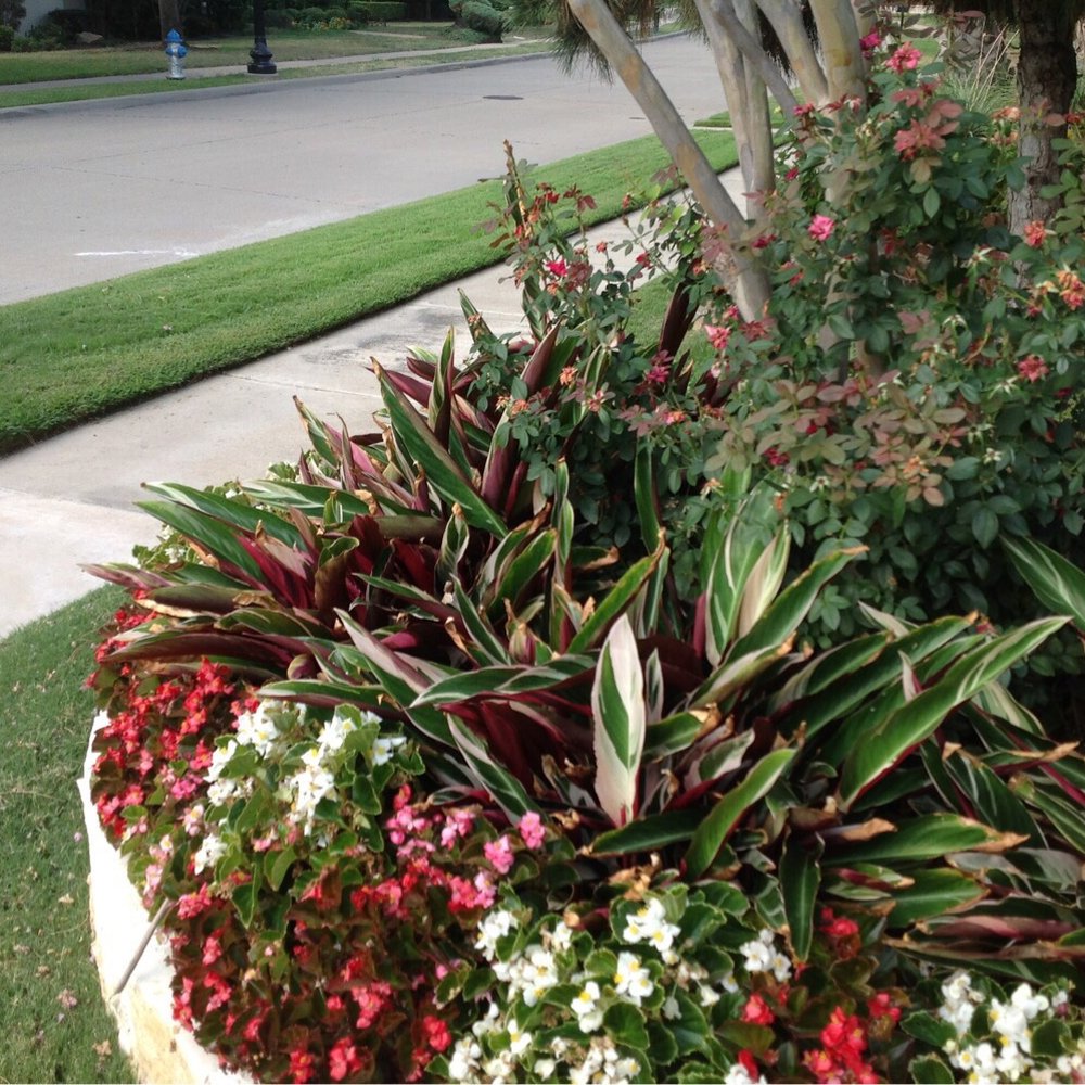 CitiTurf - Last years flower arrangement. Love the variation. - Landscaping Near Me - Allen, Texas CitiTurf - Last years flower arrangement. Love the variation. - Landscaping Near Me - Allen, Texas