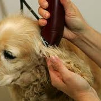 Robbyes Gentle Groomers - Pet Sitting Near Me - Horsham, Pennsylvania Robbyes Gentle Groomers - Pet Sitting Near Me - Horsham, Pennsylvania