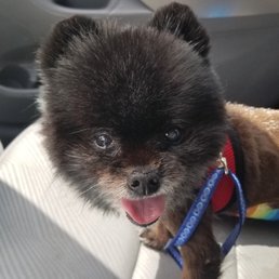 Happy as can be after his exam! Happy as can be after his exam!
