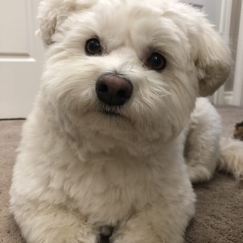 Wagsmore Grooming - Pet Groomers Near Me - Sherwood Park, Alberta Wagsmore Grooming - Pet Groomers Near Me - Sherwood Park, Alberta