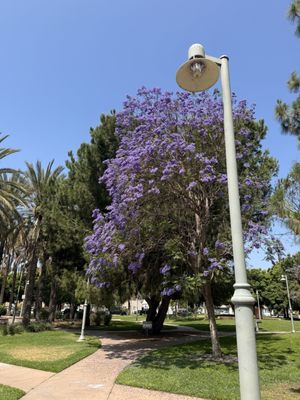 Abraham Lincoln Park by null