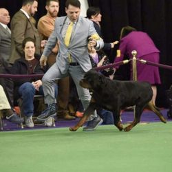 GOT BFF MOBILE PET SPA - Pilot-Most perfect & proper layed back shoulders, movement in the conf ring. Stunning YES! Meet his son soon. Yes he can fly! proud!