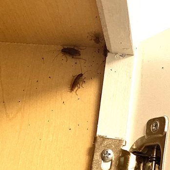 The Bower - Roaches in the cabinets. - University Housing Near Me - Greenville, North Carolina The Bower - Roaches in the cabinets. - University Housing Near Me - Greenville, North Carolina