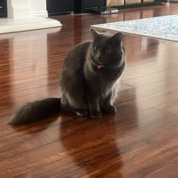 My clean cat My clean cat