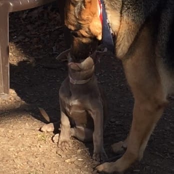 Vint Hill Dog Park - Very Aggressive posture in this picture.. - Dog Parks Near Me - Warrenton, Virginia