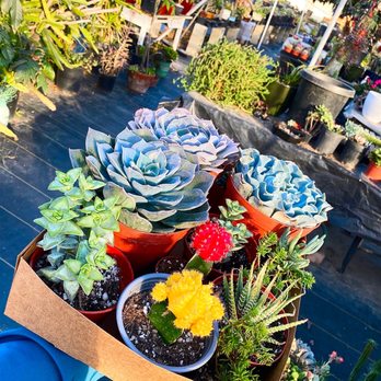 Aeonian Verde Nursery - My plants I purchased. - Nurseries & Gardening Near Me - Bell Gardens, California