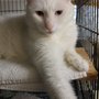 Photo of Fabian Boarding Kennel