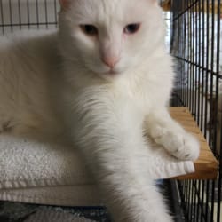 Fabian Boarding Kennel