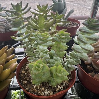 Succulent Native - Nurseries & Gardening Near Me - Austin, Texas