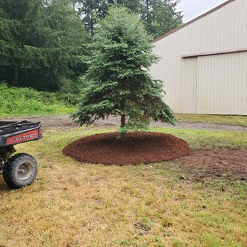 Seatown Landscaping - Frinished project - Tree Services Near Me Seatown Landscaping - Frinished project - Tree Services Near Me