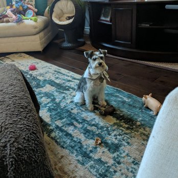 Clip-N-Dip Grooming - Aggie looks SO much better!!!  All that mud and gunk and knots gone!! - Pet Groomers Near Me - Temple, Texas