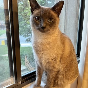 Pawsitive Cat Care - Pet Sitting Near Me - Revere, Massachusetts
