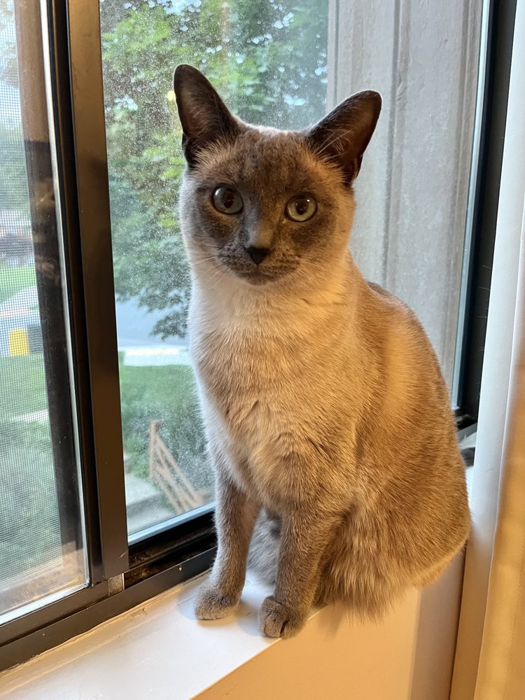 Pawsitive Cat Care - pet boarding facility in Revere, MA