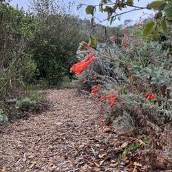 Larner Seeds - California Fuchsia (Epilobium canum) by a path in the demonstration garden