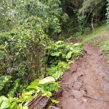 Kalalau Trail - If you get a break from rocks, you get to sludge through mud. - Hiking Near Me - Hanalei, Hawaii Kalalau Trail - If you get a break from rocks, you get to sludge through mud. - Hiking Near Me - Hanalei, Hawaii