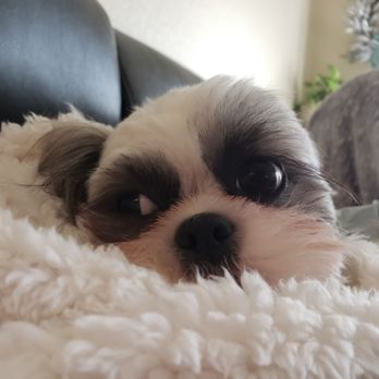 Doggi Dogi Spa - She's resting after grooming. - Pet Groomers Near Me - Fullerton, California