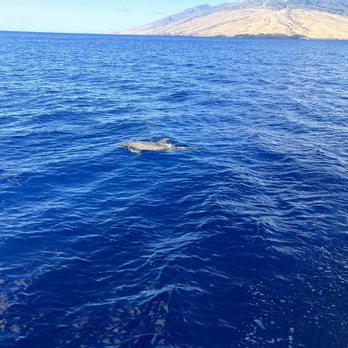 Trilogy Excursions - Dolphin - Snorkeling Near Me - Lahaina, Hawaii Trilogy Excursions - Dolphin - Snorkeling Near Me - Lahaina, Hawaii