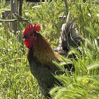 Ruhstaller Farm - June 7, 2025 - The host. - Breweries Near Me - Dixon, California Ruhstaller Farm - June 7, 2025 - The host. - Breweries Near Me - Dixon, California