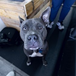 Devalon Fitness - Meet our local four legged hero Steel as he welcomes you to the community.