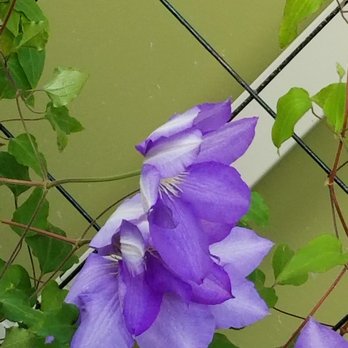 Taco Time - Flowers at the drive thru - Mexican Near Me - Covington, Washington