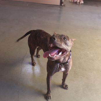 Barks N' Rec - Happy face at CAmp bow wow where a dog CAN be a Dog and play - Pet Boarding Near Me - Agoura Hills, California