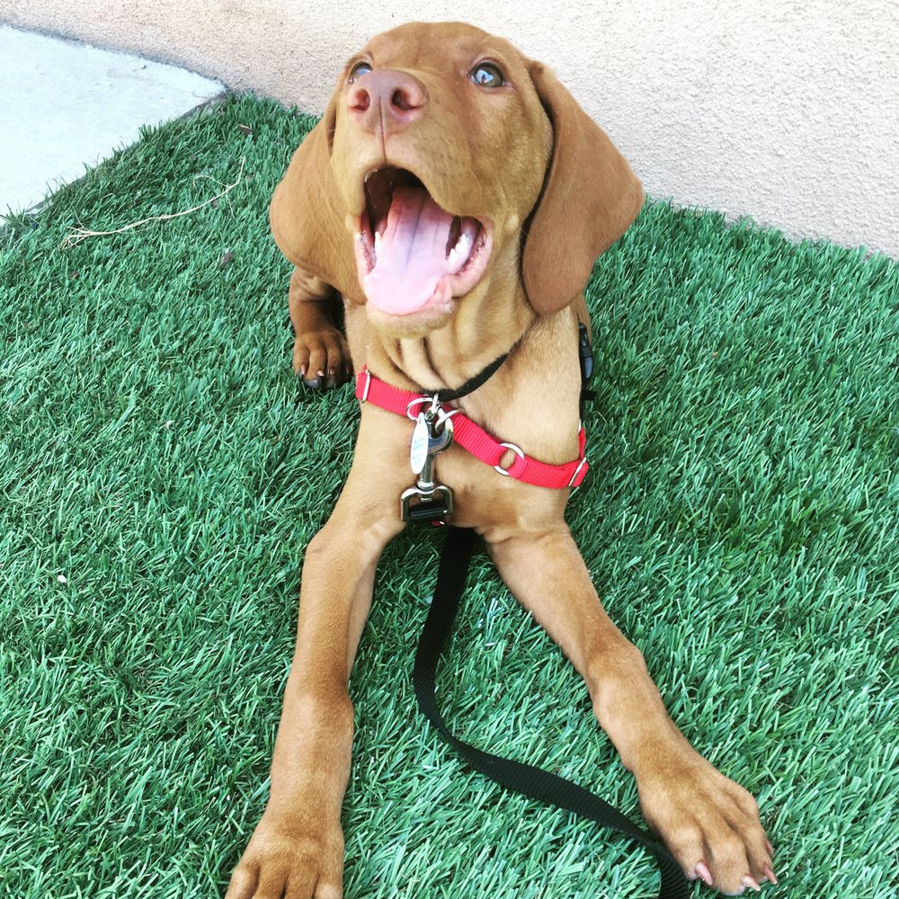A Bark Idea - Charlie learning loose-leash walking with Cami during his week long board and train! - Pet Training Near Me - Redondo Beach, California A Bark Idea - Charlie learning loose-leash walking with Cami during his week long board and train! - Pet Training Near Me - Redondo Beach, California
