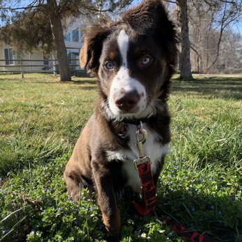 Save the Mailmen Dog Training - Baxter at 6 months - Pet Training Near Me Save the Mailmen Dog Training - Baxter at 6 months - Pet Training Near Me