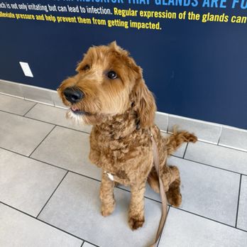 Scenthound San Diego Carmel Valley - Dog - Pet Groomers Near Me - San Diego, California Scenthound San Diego Carmel Valley - Dog - Pet Groomers Near Me - San Diego, California