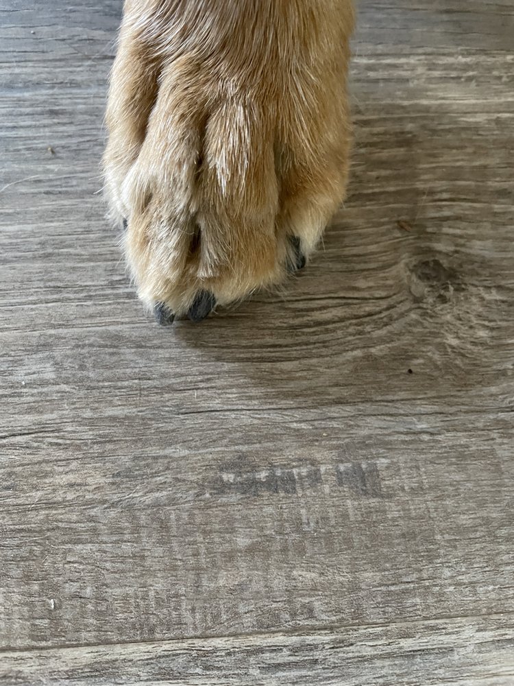 INHOME DOG AND CAT MANICURIST Updated April 2024 Fort Collins