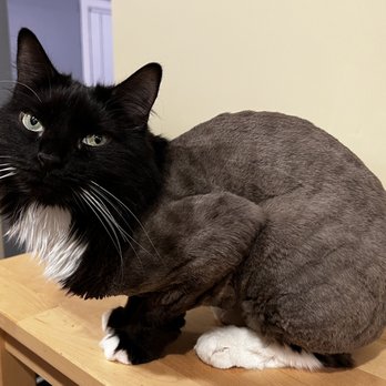 Dapper Tails - Cat - Pet Groomers Near Me Dapper Tails - Cat - Pet Groomers Near Me