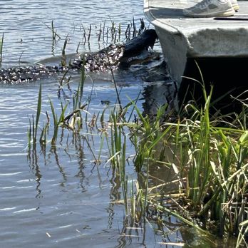 Ragin Cajun Airboat Tours - Gator from our boat to other - Boat Tours Near Me - Luling, Louisiana Ragin Cajun Airboat Tours - Gator from our boat to other - Boat Tours Near Me - Luling, Louisiana