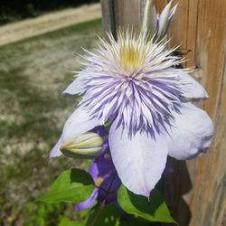 Heinrichshaus Winery - Flower