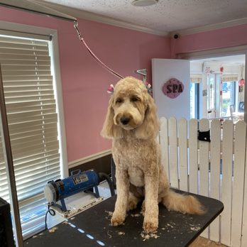 The Spa For Dogs - Pet Groomers Near Me - Northbrook, Illinois The Spa For Dogs - Pet Groomers Near Me - Northbrook, Illinois