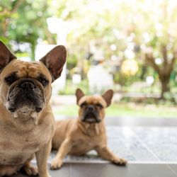 Potty training is one of the most important steps in raising a well-mannered dog or puppy...