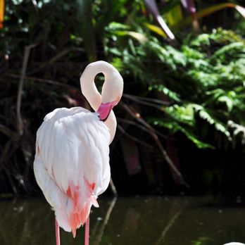Flamingo Gardens - Botanical Gardens Near Me - Davie, Florida Flamingo Gardens - Botanical Gardens Near Me - Davie, Florida