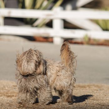 Somis Veterinary Hospital - Chloe - Veterinarians Near Me - Somis, California Somis Veterinary Hospital - Chloe - Veterinarians Near Me - Somis, California