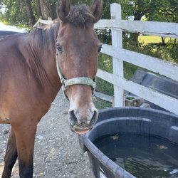 Morning Star Farm Riding Academy & Therapeutic Riding Center