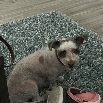 Pawgo - This is what she did today, totally butchered for no reason. - Pet Groomers Near Me - Phoenix, Arizona Pawgo - This is what she did today, totally butchered for no reason. - Pet Groomers Near Me - Phoenix, Arizona