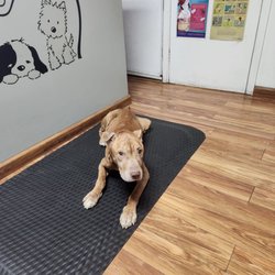 Noah's Ark Pet Clinic - Diesel D' Weasel