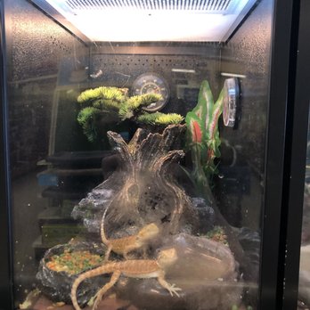 PetSmart - Bearded dragons in too small of habitat with no where to go, jam packed with decor that should not be in there and is not appropriate. - Pet Groomers Near Me - Clovis, California PetSmart - Bearded dragons in too small of habitat with no where to go, jam packed with decor that should not be in there and is not appropriate. - Pet Groomers Near Me - Clovis, California