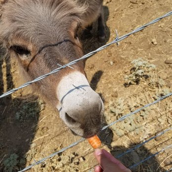 Redwood Ranch - Feeding the donkeys - Venues & Event Spaces Near Me - Three Rivers, California