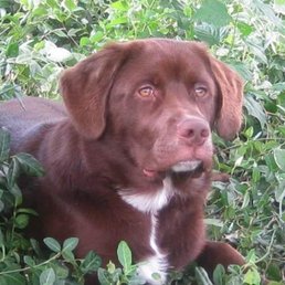 Our sweet boy Ronnie. R.I.P. buddy. Our sweet boy Ronnie. R.I.P. buddy.