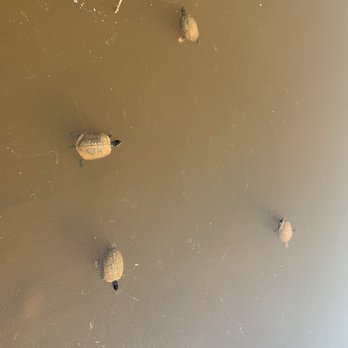 Crowder County Park - Turtles! - Parks Near Me - Apex, North Carolina
