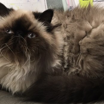 Cherrybirdie Cattery - Winston Churchill - Pet Breeders Near Me