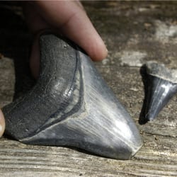 Canoe Outpost-Peace River - Shark teeth on the Peace River